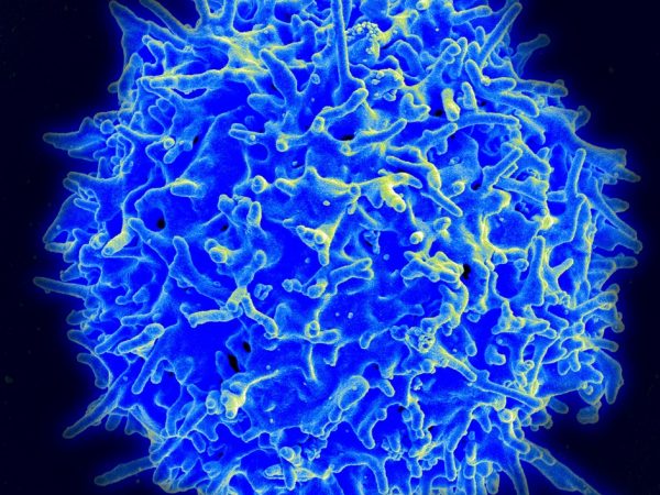 Cancer Immunotherapy: Breaking Through to the Standard of Care
