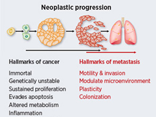 Identifying the Hallmarks of Cancer Metastasis - American Association ...