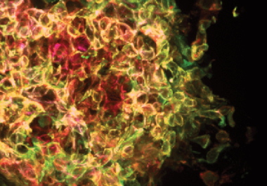 From the Journals: Editors’ Picks for January