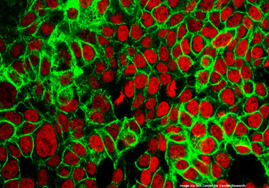 A Targeted Therapy Combination for Colorectal Cancer