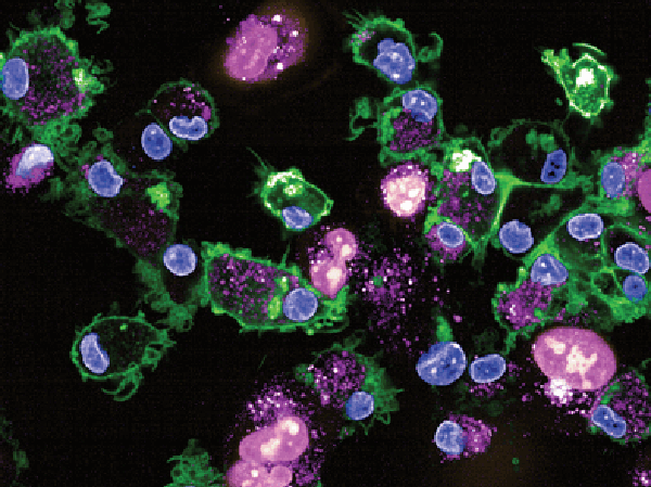 image from Molecular Cancer Therapeutics