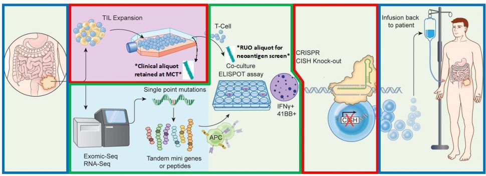 graphic shows CRISPR process