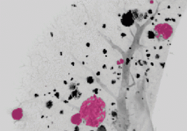 January Editors’ Picks from AACR Journals