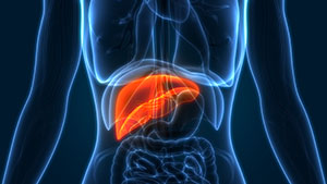 liver illustration