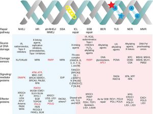 Molecular Targets 2021: Examining Synthetic Lethality Beyond PARP ...