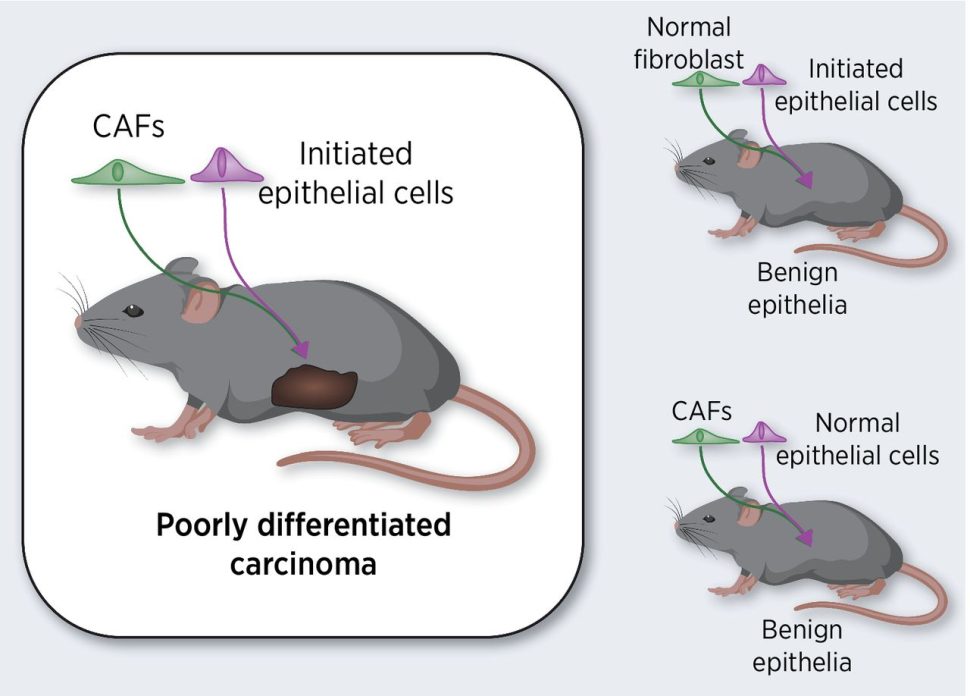 Cancer Research mouse graphic