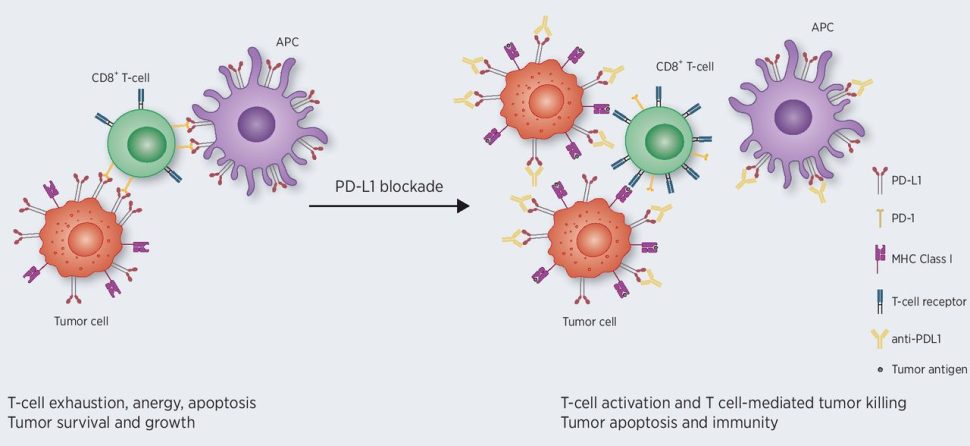 immunotherapy graphic