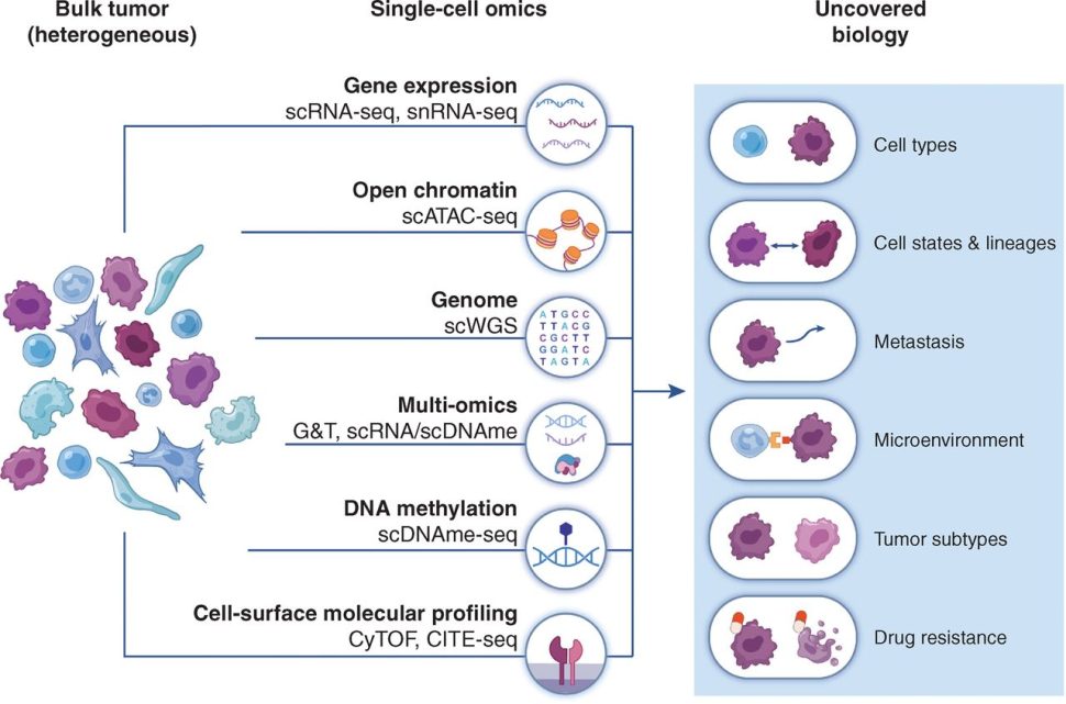 Single cell analysis