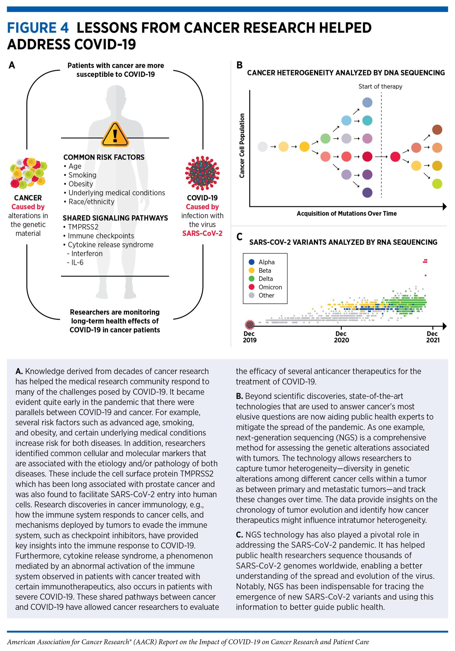 Understanding B & T Cells in COVID-19 Patients