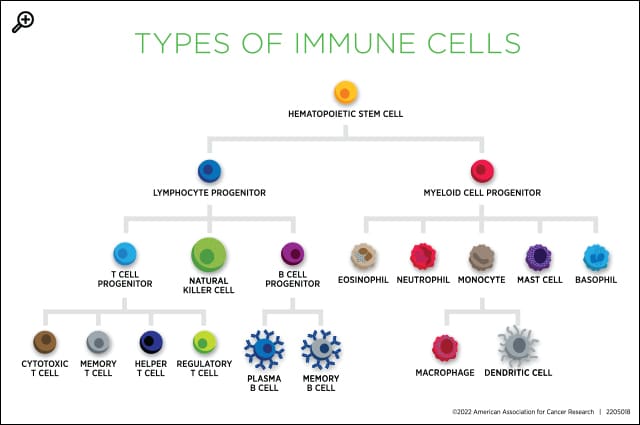 types of T cells