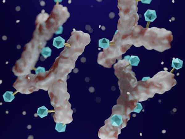 antibody drug conjugate