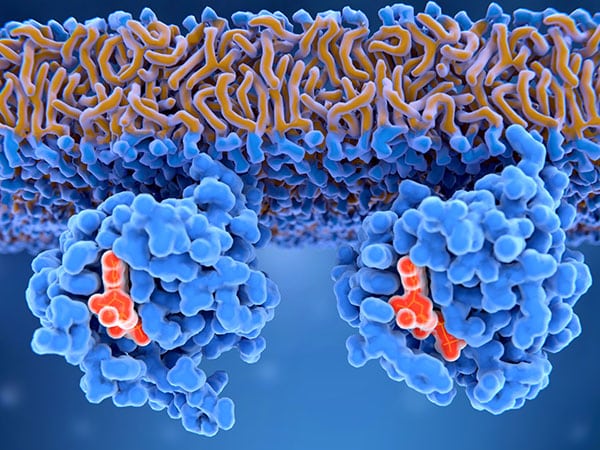 RAS proteins