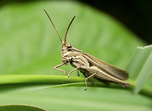 locust