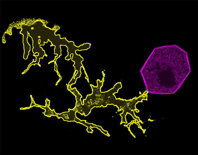 melanocyte image