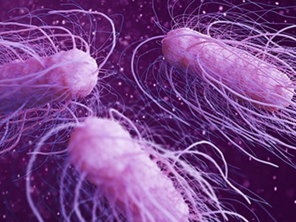 It’s the Little Things: A Role for Bacteria in Cancer Treatment 
