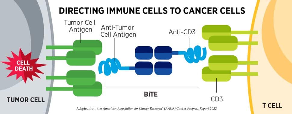 How immune cells are directed to cancer cells. 
