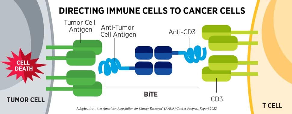 How immune cells are directed to cancer cells.