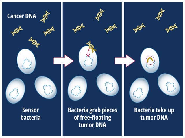 Graphic showing how engineered bacteria become resistant to an antibiotic when they internalized tumor DNA.