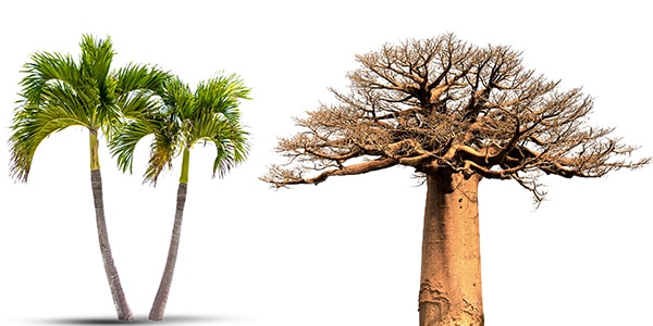 Picture of palm trees (left) and a baobab tree (right).