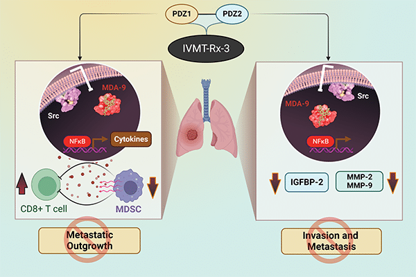 This image shows the proposed mechanism of action of the inhibitor IVMT-Rx-3 in suppressing melanoma metastasis, described in an article in Molecular Cancer Therapeutics, October 2023.