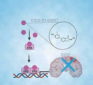 A picture from the November 2023 issue of Molecular Cancer Therapeutics showing the mechanism of a potential treatment for glioblastoma.