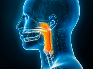 An illustrated X-ray of a patient highlighting the the upper part of the throat, where nasopharyngeal carcinoma, a type of head and neck cancer, is found.