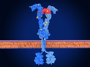 Diagram of the vascular endothelial growth factor with a portion highlighted in red to show where VEGF activation occurs, which fruquintinib was approved to block as a treatment for metastatic colorectal cancer.