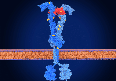 New Targeted Therapy for Colorectal Cancer 