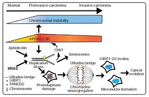 Diagram from a scientific journal