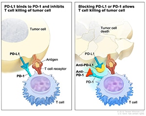 Pictures shows how certain immunotherapeutics help the body's T cells kill cancer cells.