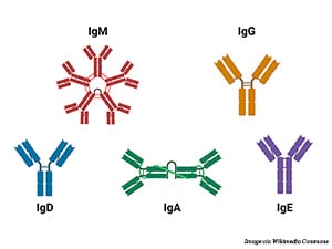 The five types of human antibodies are shown in different colors against a white background. IgG (orange), IgD (blue), and IgE (purple) are depicted as Y-shaped monomers. IgM is a pentamer with the tails of the red, Y-shaped structures pointing toward the center of a pentagon, and IgA is a dimer, the bottom edge of each green molecule held together by a U-shaped linker. A light green filament weaves around the dimer, representing its secretory component.