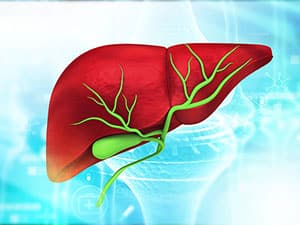 Diagram of the biliary tract, which are thin tubes both outside and inside the liver, where cholangiocarcinoma can develop.