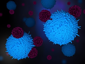 3D illustration of purple T cells attacking large blue cancer cells to show how researchers are trying to develop CAR T cells that can target solid tumors.