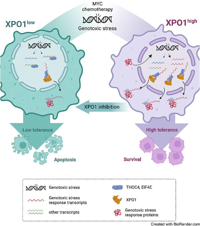 Illustration depicting two cancer cells, both of which are exposed to chemotherapy that induces genotoxic stress. The cell on the right is labeled “XPO1high and depicts mechanisms leading to high tolerance to genotoxic stress and therefore survival. The cell on the left is labeled “XPO1low and depicts mechanisms leading to low tolerance to genotoxic stress and therefore apoptosis.
