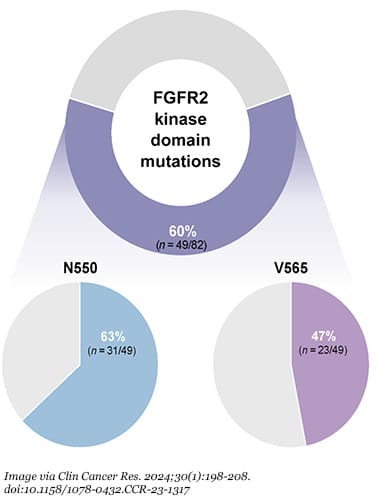 Three pie graphs, one shows that FGFR2 kinase domain mutations in 60% of the patients studied, and the other two show that of that 60%, 63% has a N550 molecular brake and 47% had V565 gatekeeper alterations.