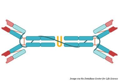 Dragging Oncogenes From the Cell: A New Horizon for Targeting KRAS