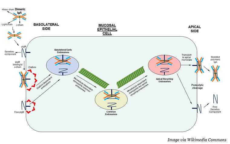 Dimeric IgA, shown as orange heavy chains and blue light chains bound together by a green J chain, binds to pIgR on the left (basolateral) side of a rectangular cell. Red triangles depict the protein clathrin surrounding the IgA-pIgR complex to bring it into the cell. From left to right, the IgA-pIgR complex is shown in basolateral early endosomes, common endosomes, and apical recycling endosomes, with microtubules between them showing microtubule-dependent transport. Free IgA-pIgR complexes are shown exiting the right (apical) side of the cell.