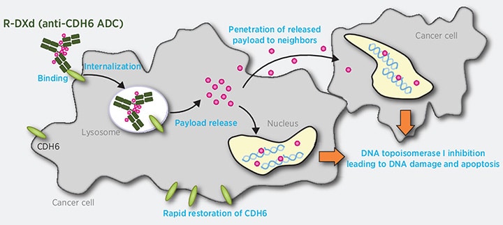 An illustration depicting raludotatug deruxtecan’s mechanism of action. The CDH6-targeted antibody is in green, and the conjugated payloads are shown as pink circles. Black arrows guide us through the ADC’s transit through the cell, from CDH6 binding on the surface to internalization and payload release. The released payload enters the nucleus and binds DNA, shown as a blue double helix. An arrow demonstrates that the payload is also released to a neighboring cell. Orange arrows from both cells lead to blue text that reads, “DNA topisomerase I inhibition leading to DNA damage and apoptosis.” 