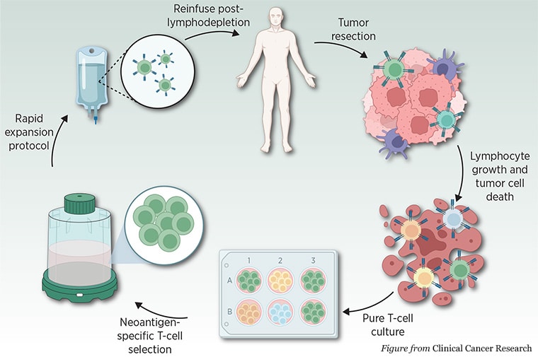 An illustration shows the cycle of TIL therapy development, including tumor resection, lymphocyte growth and tumor cell death, pure T-cell culture, neoantigen-specific T-cell selection, rapid expansion, and reinfusion post-lymphodepletion. 