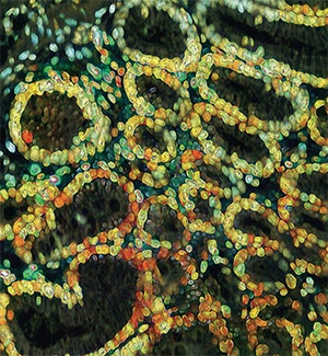Cells forming oval-like crypts in a cross-section of mouse colon tissue are artistically colorized with reds, yellows, and greens from the cover image of AACR Journal Cancer Immunology Research.