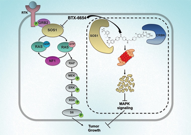 Graphical abstract from the selected study. On the right, the RAS signaling pathway is shown, with BTX-6654 inhibiting SOS1. On the right, the chemical structure of BTX-6654 attracts cereblon to SOS1, prompting SOS1 degradation and blockade of MAPK signaling.