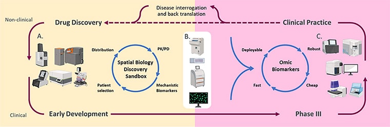  Schematic depicting the cycle of how spatial biology can inform clinical practice, then real-world observations of drugs in the clinic can inspire new spatial biology questions. 
