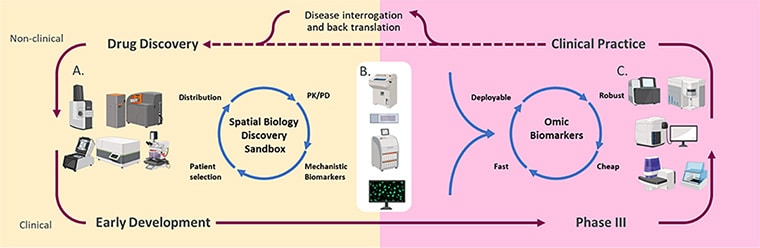 Schematic depicting the cycle of how spatial biology can inform clinical practice, then real-world observations of drugs in the clinic can inspire new spatial biology questions. 