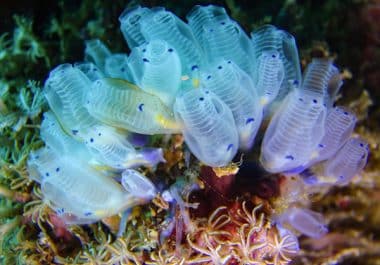 Lurbinectedin Approved as Part of Maintenance Therapy for Extensive-stage Small Cell Lung Cancer