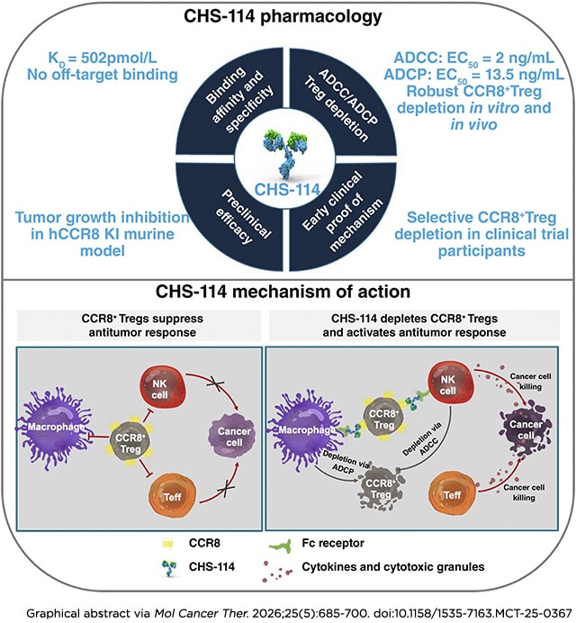 In preclinical models and in patients, CHS-114 selectively depletes immune-suppressing CCR8+ T regulatory cells. CHS-114-mediated depletion of these cells leads to activation of an antitumor immune response.