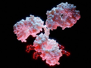 A 3D model of an antibody-drug conjugate.