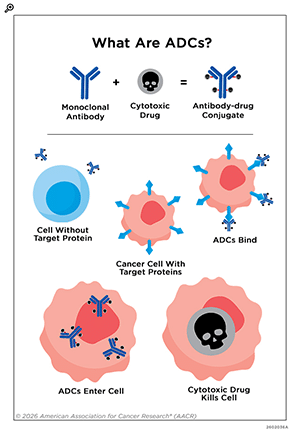 An explanation of what are antibody-drug conjugates that shows how they combine a monoclonal antibody with a cytotoxic drug.