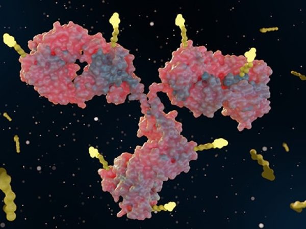 What Are Antibody-drug Conjugates?