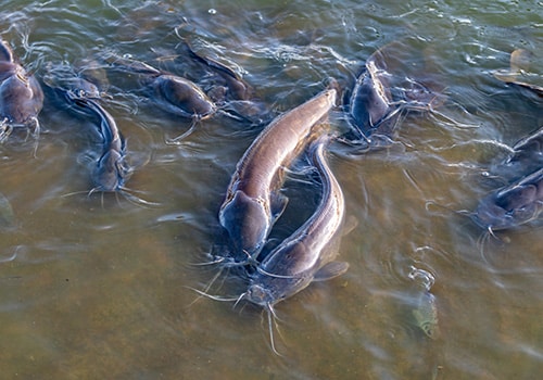 Unboxing Cancer News, August 2026: Fishy Cancer, Federal- vs. Industry-funded Trials, and More  